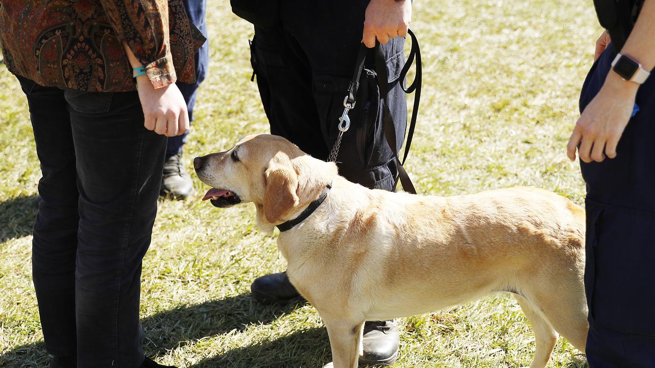 Police officers and drug detection dogs walk amongst festival goers by an entrance to Splendour In The Grass 2019 in Byron Bay. (Photo by Mark Metcalfe/Getty Images)