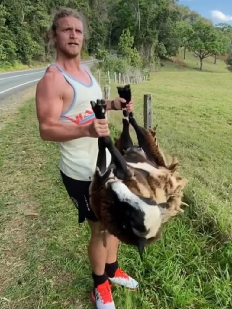 Honey Badger Nick Cummins rescues sheep from barbed wire fence: Video