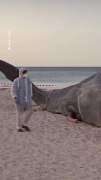 "Beached whale" in Glenelg turns out to be art installation