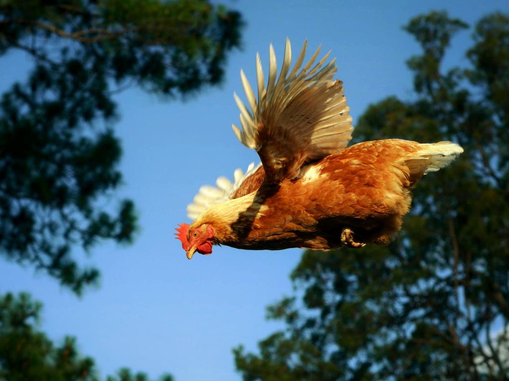 Picture: Heath Missen/News.com.au Photo of the week