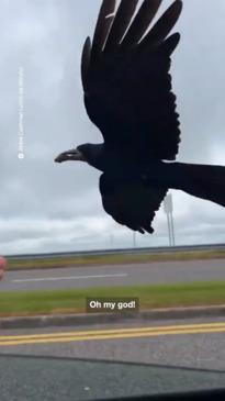 Woman gets to feed cab driver's pet crow