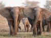 Tuskless elephants in the Gorongosa National Park in Mozambique. Source: ElephantVoices