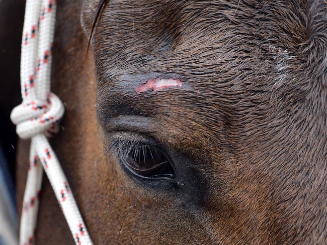 A horse and horse-rider were hit by a car south of Gympie Monday morning.