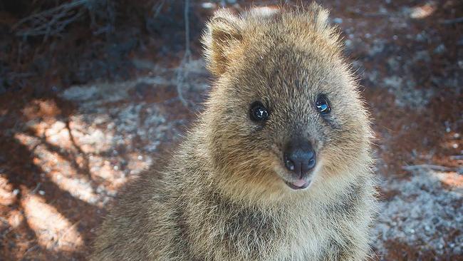 Man filmed kicking quokka twice on Rottnest Island | news.com.au ...