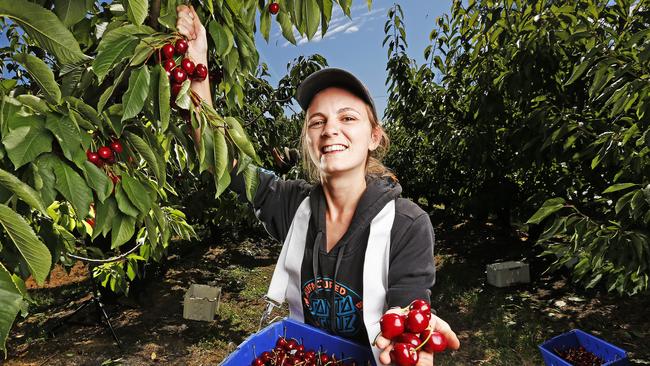 Coralie Marra, 28 from France picks cherries at Reid Fruits in Huonville. Picture: Zak Simmonds