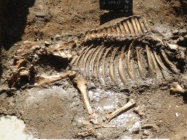 Is this mystery skeleton a sporting legend?