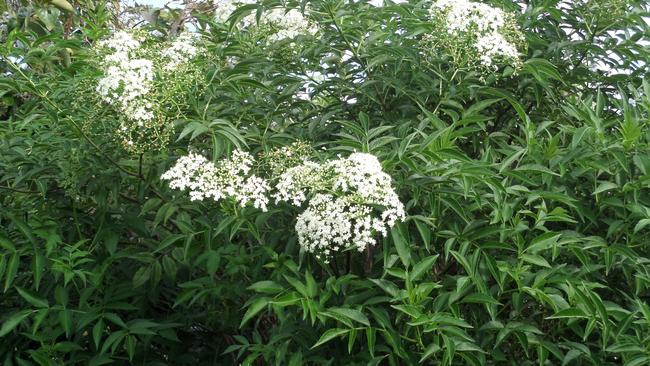 Flourishing Elderberry flowers in Jill Nixon’s garden. 