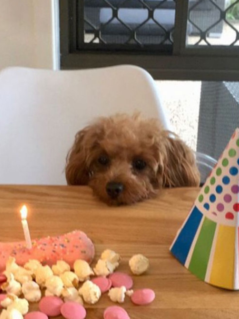 Six million Aussies own a dog. Picture: Instagram