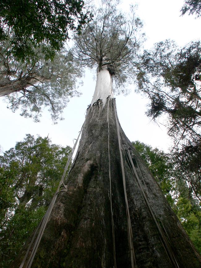 Tasmanian swamp gum forest.