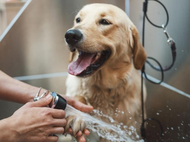 Vote for the best dog groomer on the Gold Coast. Photo: Istock