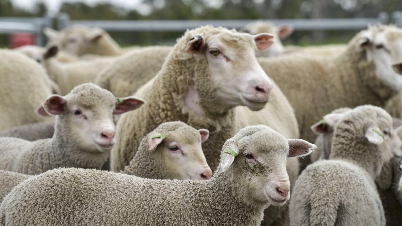 Prime sheep: Corrections hitting heavy lambs as export demand weakens ...