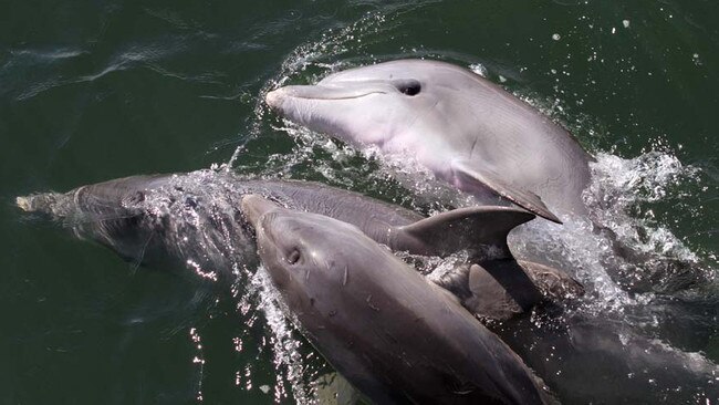 Port River dolphins Marianna, Star and Bubbles. Picture: Marianna Boorman