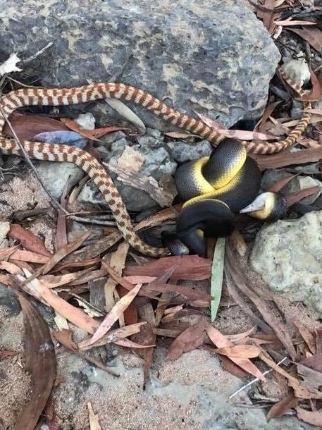 A water python was filmed constricting a brown tree snake. Picture: Darren McCallum