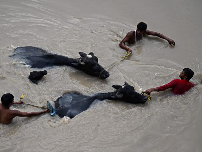 People bring bulls to safety through the flooded waters of Yamuna River after heavy monsoon rains in New Delhi in India. Picture: Arun Sankar/AFP