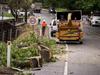 Hills tree fall victim identified