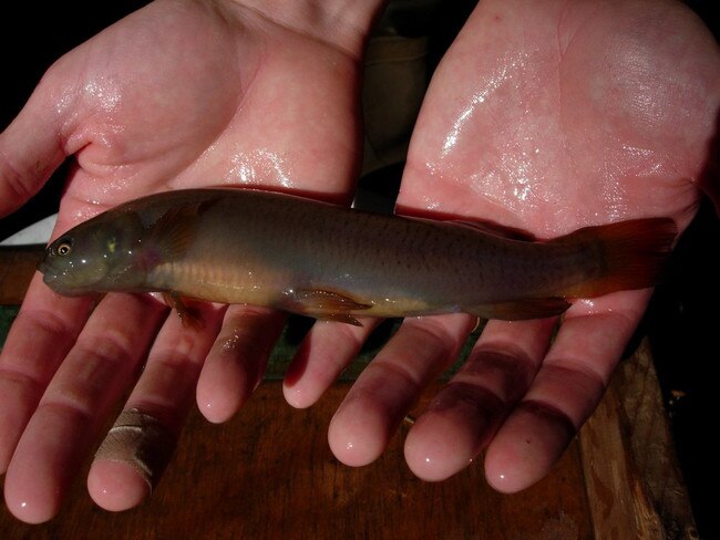 A Climbing Galaxias. A small population of the endangered fish has been recorded in Curl Curl Creek, affected by silt run-off from the high school construction site. Picture: Supplied.