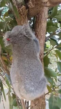 Koala climbing tree