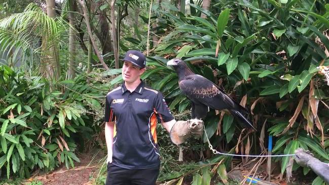 Jack Le Brocq meets an eagle at Currumbin Wildlife Sanctuary