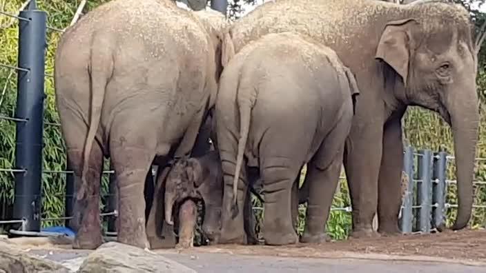 Baby elephant's first walk outside