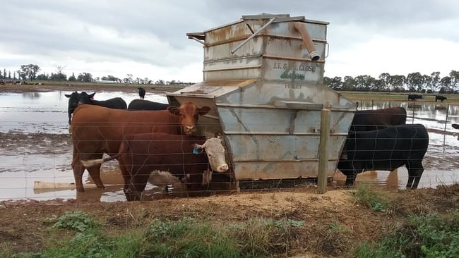 Cattle in an alleged feedlot near Muckatah Recreation Reserve, said to be run by Danny Herezo.