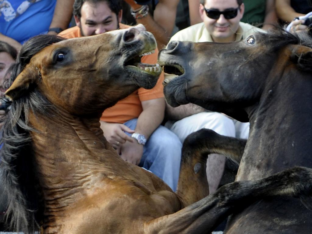 Wild horses fight during the 400-year-old horse festival Shearing of the Beasts. Picture: Miguel Riopa/AFP