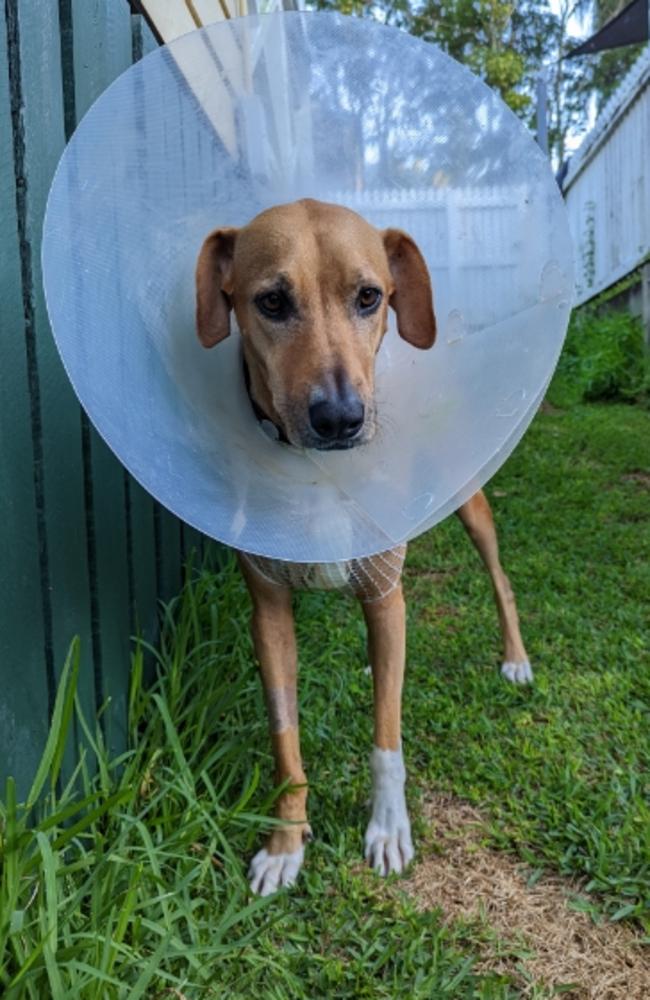 A distressed Brisbane disability carer could be up to $7k out of pocket after her beloved dog Scout was viciously attacked near a school – leaving her covered in bite marks and with tears to her chest and stomach. Photo – contributed.