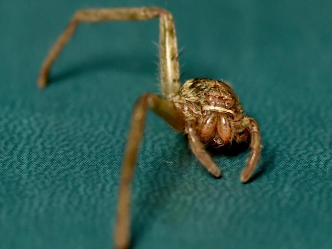 Elina Walsh with the huntsman Peggy she has been nursing back to health. Peggy's husk when the spider had two legs. Picture: Evan Morgan