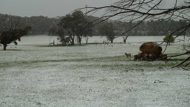 Cold comfort: Growers are aware of the frost potential with some regions in northern NSW and South Australia’s mid-north seeing temperatures dip below zero degrees.