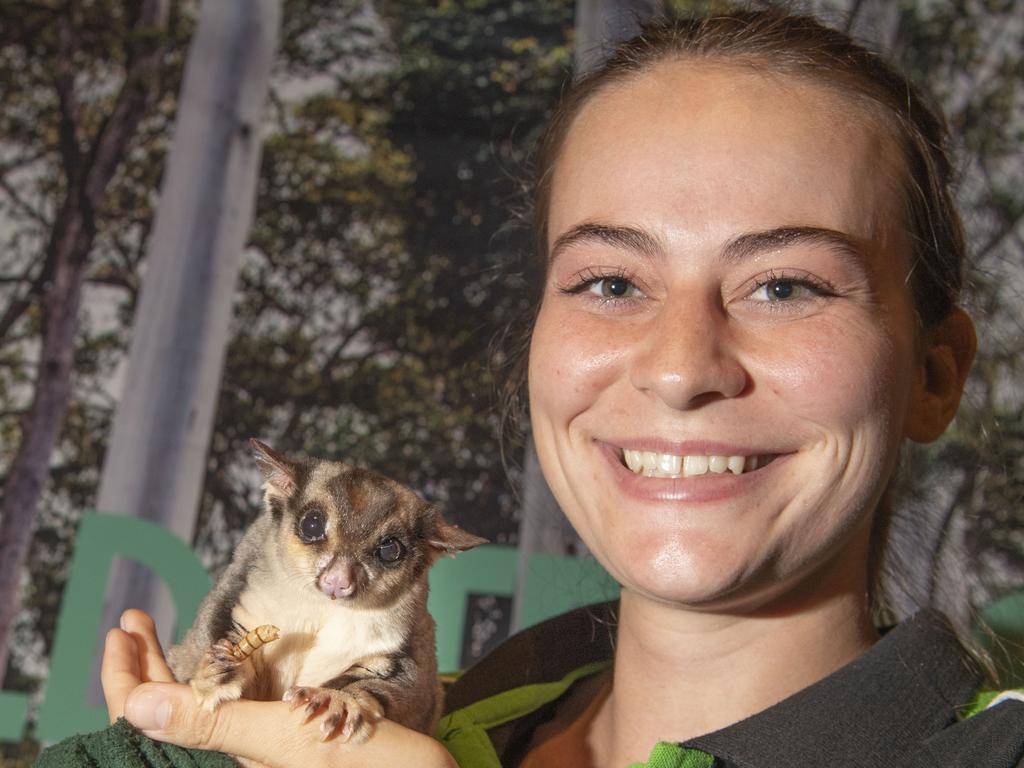 Wildlife presenter Samantha Whitehead with Max the sugar glider possum. Cobb+Co Museum Easter school holiday program Wildlife Rangers with Wildcall Wildlife Shows. Monday, April 4, 2022. Picture: Nev Madsen.