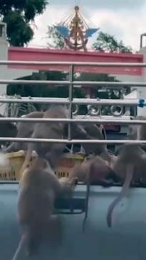 Monkey troop loot passing pickup truck in Thailand