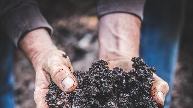 01/08/2019 - A handful of the 400 cubic metre compost heap at Crittenden Estate Picture: Katherine Jamison