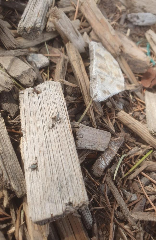 Mr Murphy claimed he found wood with nails and other composite materials in the bark. Picture: Supplied