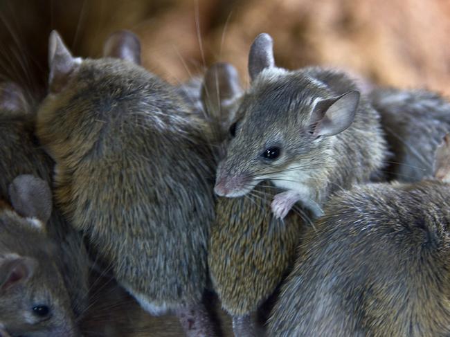 Leaked vision shows rodents running around an area of the hospital.