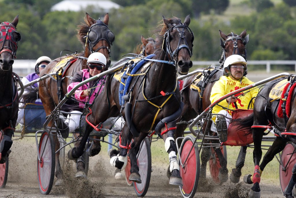 Harness racing back on the agenda | The Courier Mail