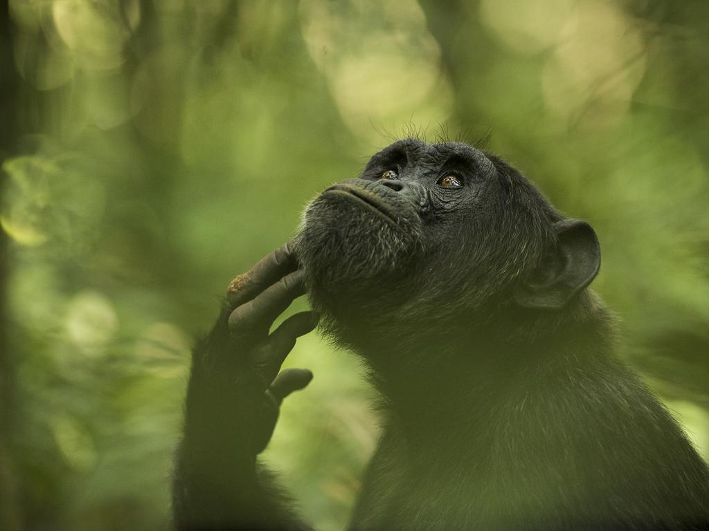 Image Name: The Thinker. Image Description: Observing chimpanzees in Kibale Forest was a challenge. They were high up in the trees or moving fast across the forest floor. Following them it was a matter of shooting fast when they sat down for a moment. This chimpanzee then took a pose which struck me as very human, showing just how closely related we are. The forest made for a cluttered background which shooting through foliage eliminated. Photographing through the green, this thinking pose of the chimpanzee made him look very human. Kibale Forest, Uganda. Copyright: Ingrid Vekemans, Winner, Belgium National Award, 2018. Picture: Sony World Photography Awards/ Ingrid Vekemans