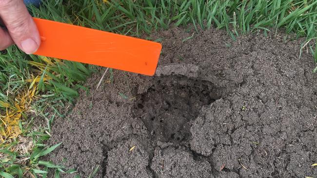 The top of a fire ant nest is flipped open to expose a busy hive underneath. Photo: Judith Kerr