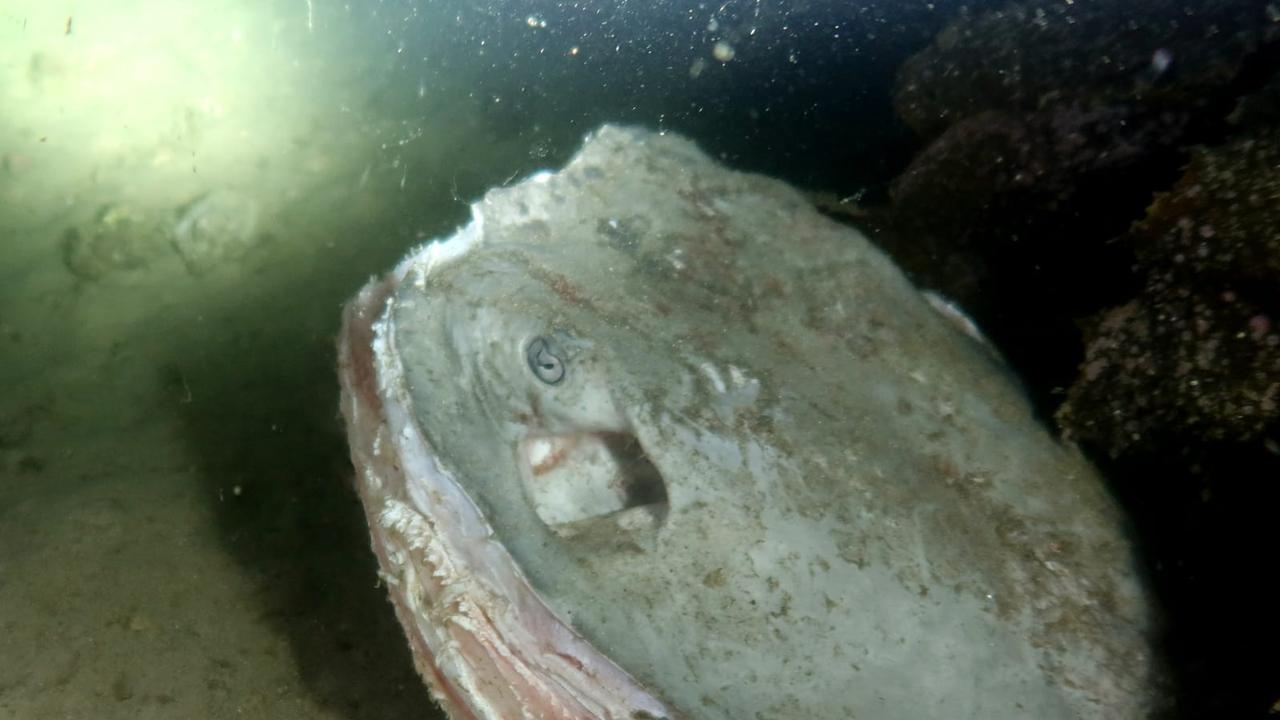 Beloved stingray ‘hacked to pieces’