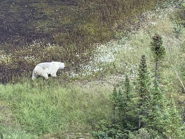 If Bryer and Kam did enter the wilderness and did not find some type of shelter, one experts predicts they are dead or close to it. Picture: AFP