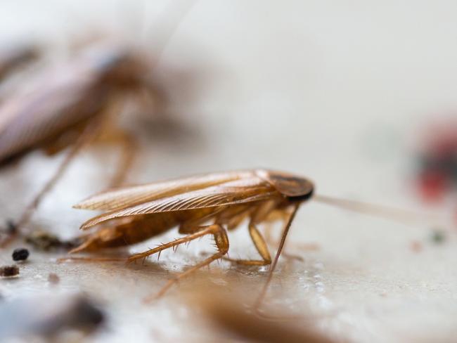 He may not be an entomologist, but Mr Sexton lived in plenty of grubby share houses in his younger years. Picture: iStock