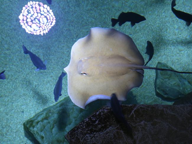 Female Freshwater Whipray at Cairns Aquarium River Monsters exhibit, the largest in Australia.