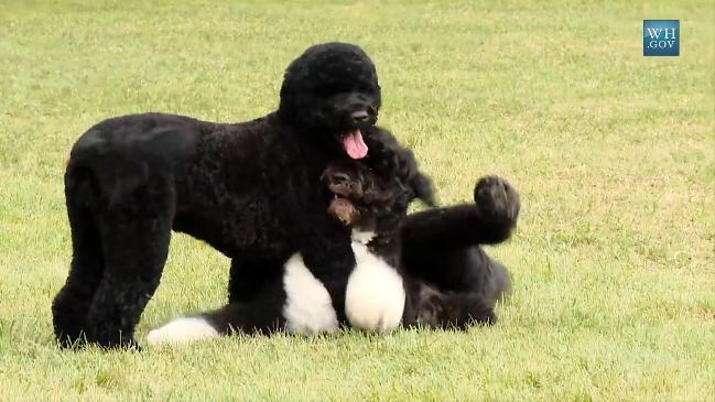 The Obamas welcome a new pet to the White House