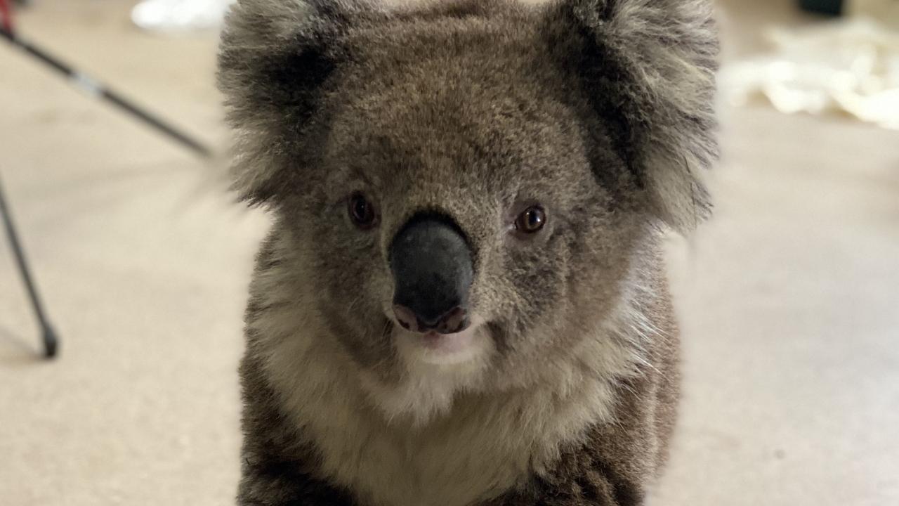 Woodside koala attack: PETA offers reward to find hit-run driver | The ...