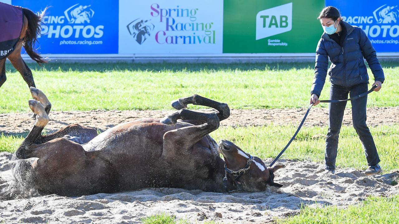 Sir Lucan rounds out the field. (Reg Ryan/Racing Photos via Getty Images)