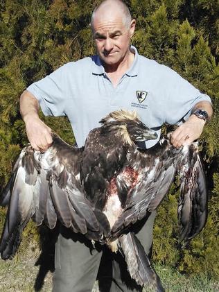 PWS ranger Lionel Poole with the shot wedge-tailed eagle. Picture: SUPPLIED