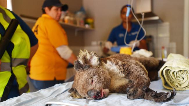 One of the koalas waits for treatment at the park. Picture: AAP / David Mariuz