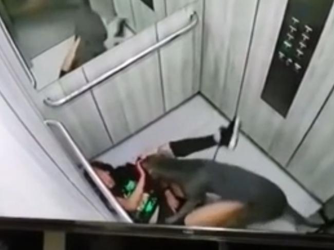 Pitbull attacks owner in elevator.