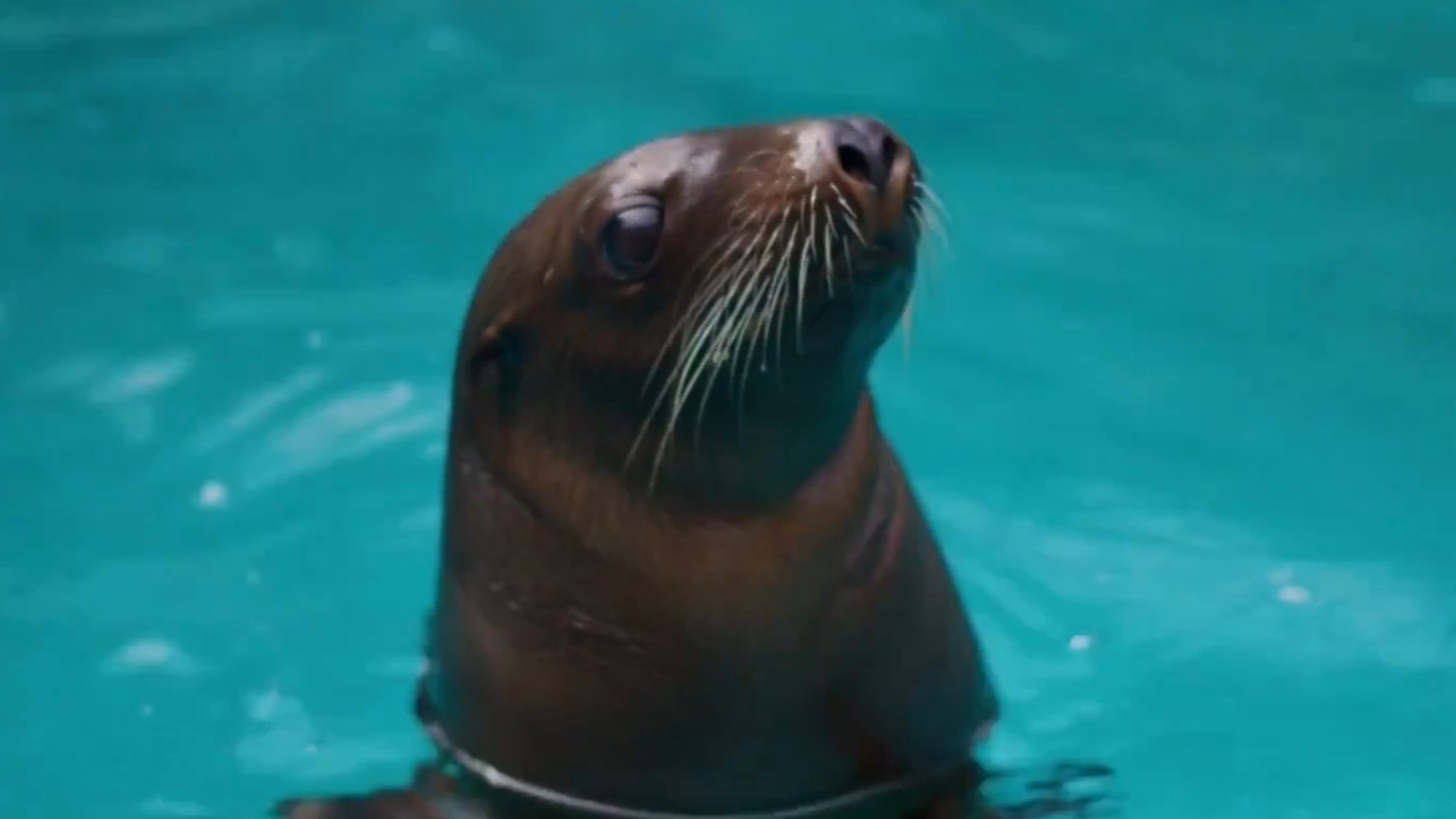 Taronga Zoo welcomes the arrival of a sea-lion pup