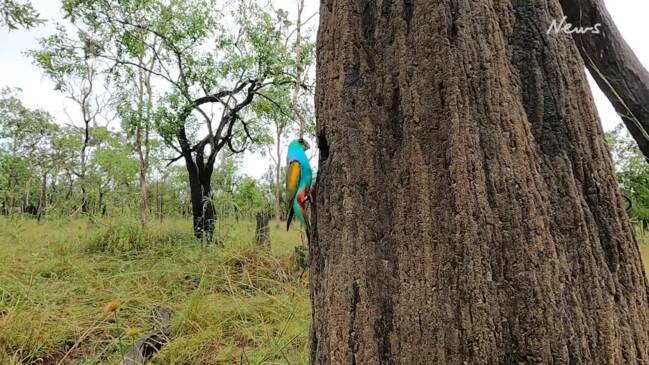 Golden-shouldered parrots on cattle station