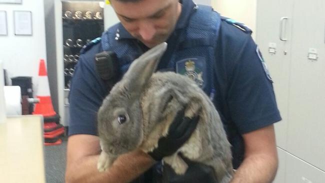 Rabbit owners tried to convince police officers their illegal pet was a guinea pig. Source: Queensland Police Service Facebook