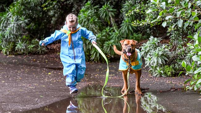 Million Paws Walk at Adelaide Botanic Gardens. Picture: Brenton Edwards